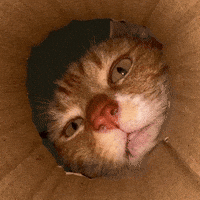 pringlecats cat cats kitty cute cat GIF