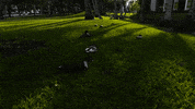 miamihurricanes the u university of miami campus u lake osceola GIF