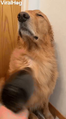 Pup Basks In Blow Dryer