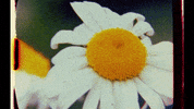 CraigRichardsCine summer flower yellow sunshine GIF