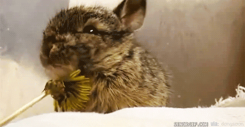 bunny eating GIF by Cheezburger