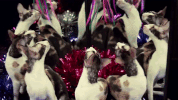 cats GIF by NOWNESS