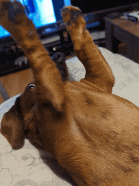 KantoLegend_ dog puppy slap doggo GIF