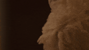 tv series bunny GIF by Zackary Rabbit