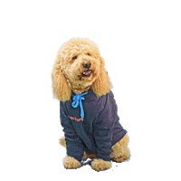 PetsBest dog puppy pet doodle Sticker