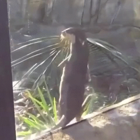 moves otter GIF