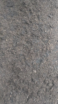 plant GIF