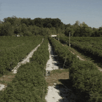 Plant Grow GIF by Exclusive Brands