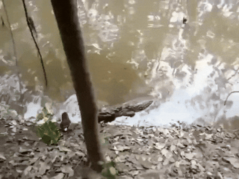 cuteanimalland giphyupload GIF