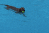 summer fun swimming GIF by Nebraska Humane Society