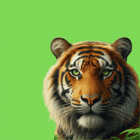 Natur-Clean-up animals vagan stop using animals GIF