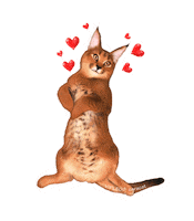 Cat Love Sticker by VIPLEO® is the cattery founder of legal caracats.
