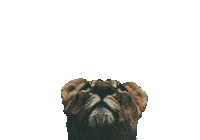 New Zealand Wolf Sticker by Angharad Sage