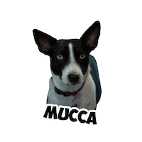 Dog Pet Sticker by Creative Dreams