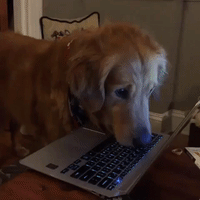 Golden Retriever Shows His Focus by Watching Animals on Laptop Screen