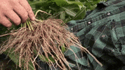 channelseed agriculture corn farmer farming GIF