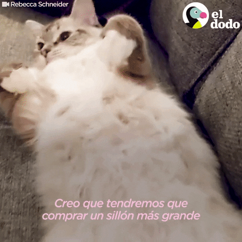 Spanish Cat GIF by El Dodo