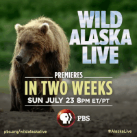 bear wildlife GIF by PBS