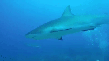 Shark 'Waves' to Diver in Honduras