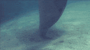 marine life dolphins GIF by ThirteenWNET