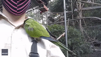 Rescued Parakeet Dozes Under Volunteer's Shirt Collar