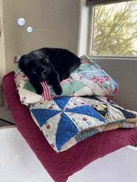 Relaxed Black Cat GIF