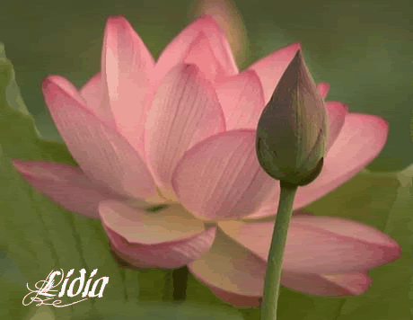 lotus GIF