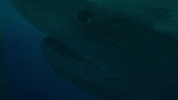 Eye What GIF by Shark Week