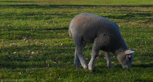 sheep lamb GIF by Head Like an Orange