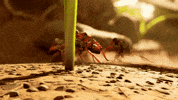 Obsidian Entertainment Run GIF by Xbox