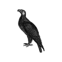 Vintage Drawing Sticker by The Wild Curiosity