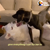 Dog Playing GIF by The Dodo