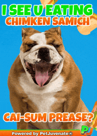 Treatos Chimken Yap Yip Boof Woof GIF by PetJuvenate - PJ