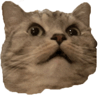 Cat Wtf GIF