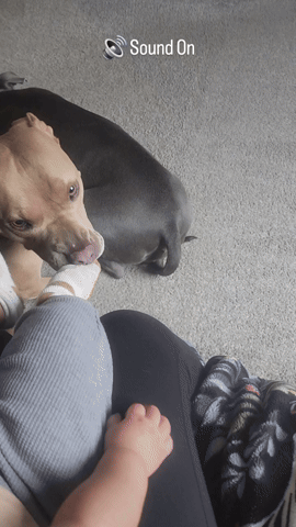 cuteanimalland giphyupload GIF