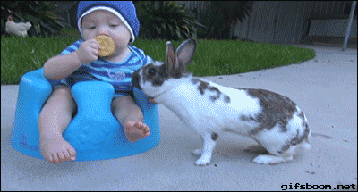 baby bunny GIF
