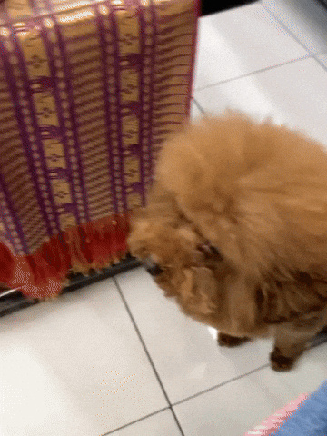 cuteanimalland giphyupload GIF