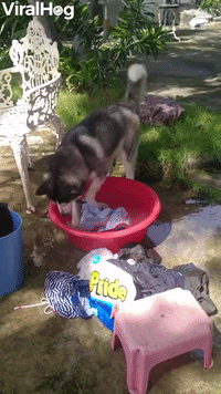 Helpful Husky Cleans Clothes