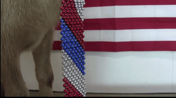 Patriotic Goat Is Ready for the Fourth of July