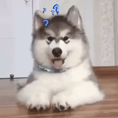 are malamutes dumb