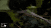 Wildlife Biology GIF by PBS Digital Studios