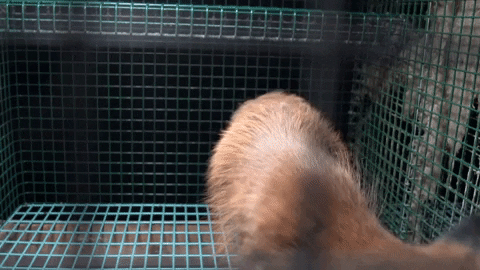 oikeuttaelaimille giphygifmaker fox finland fur GIF