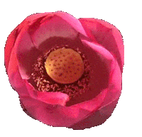 flower blooming STICKER