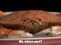 season 4 GIF by SpongeBob SquarePants