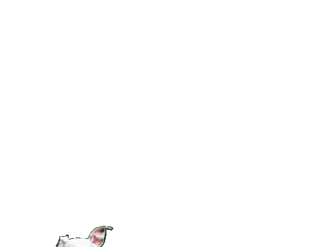 Whippet Swipe Up Sticker by havohravo