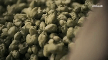 hops GIF by BEERLAND