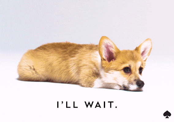 Video gif. Tan and white corgi lies patiently with head on its front paws, ears twitching with attention. Text, "I'll Wait."