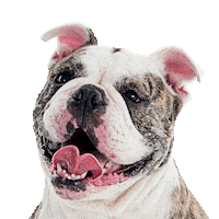 English Bulldog Scbr Sticker by Southern California Bulldog Rescue