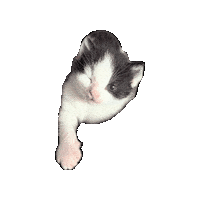 Cat Wink Sticker