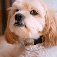 JumpConsulting dog puppy spaniel pet business GIF